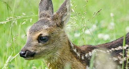 Natur & Tiere