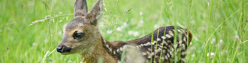Natur & Tiere